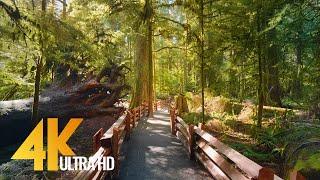 4K Virtual Hike through Canadian Forest with Nature Sounds - Incredible Nature of British Columbia