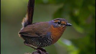 Reconociendo el canto de aves chilenas