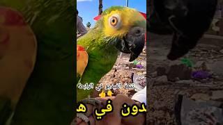 سوق القريعة للطيور الدار البيضاء عشاق الببغاء الامزوني