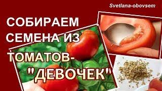 ВСЕ СЕКРЕТЫ -из каких ТОМАТОВ НАДО БРАТЬ СЕМЕНА.. .Как ПРАВИЛЬНО  собрать и СОХРАНИТЬ семена....