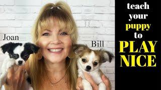 EASY Obedience Training for a Dominant Chihuahua Puppy  Sweetie Pie Pets by Kelly Swift