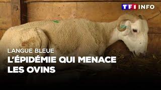 Langue bleue  lépidémie qui menace les ovins