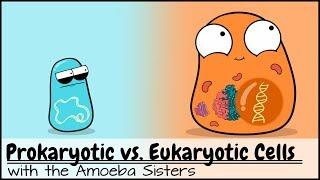 Prokaryotic vs. Eukaryotic Cells Updated