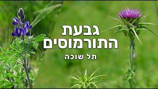 גבעת התורמוסים - תל שוכה עמק האלה