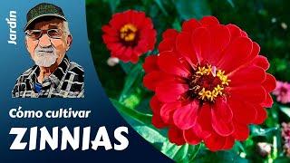 Flores el cultivo COMPLETO de las ZINNIAS