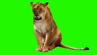 Female Lion  Green Screen Animals  Download Link