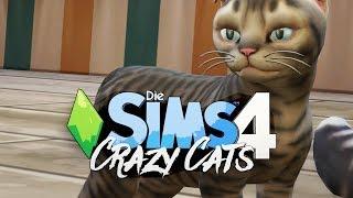 Mehr Katzenbabies MEHR VIEL MEHR #10  Die Sims 4 Hunde & Katzen
