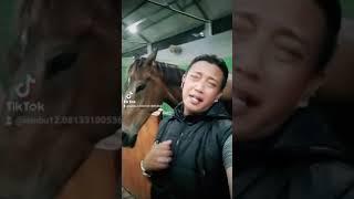 #yussarhorse#equestrian #pecintakudapacu#fypシ #pordasi#tiktokviral#horseracing#duet#pecintakuda