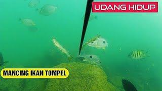 mancing ikan tompel dan ikan baronang di laut  UMPAN UDANG HIDUP   spot idaman.