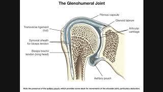 Anatomy and Functions of the Glenohumeral Joint Part 1