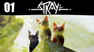 Stray al aparato 01 ¡MIAU