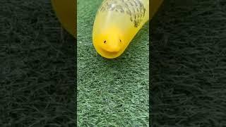 snake balloon fart
