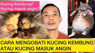 CARA MENGOBATI KUCING KEMBUNG ATAU KUCING MASUK ANGIN  Obat Kucing Kembung