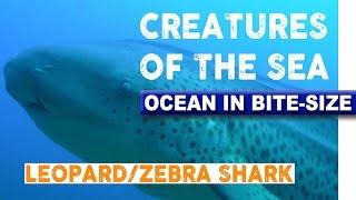 Creatures of the Sea - Elusive Zebra Shark