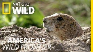 Sounding the Prairie Dog Alert System  Americas Wild Frontier