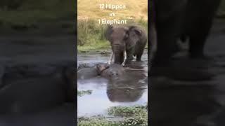 12 hippos vs 1 elephant #noinjury #wildlife