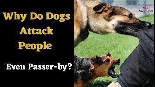 Why Do Dogs Attack People  Even passer-by?