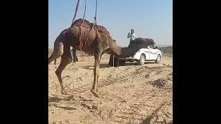 camel rescue from Desert ️️