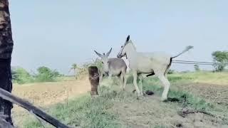 Super muraaa Donkey meeting video