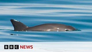 Extinction alert issued over endangered vaquita porpoise - BBC News