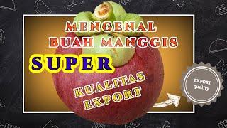 HOW TO HARVEST MANGOSTEEN & KNOW EXPORT QUALITY MANGOSTEEN FRUIT