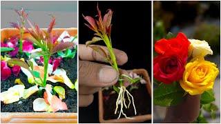 Easiest way to grow Different color rose tree from cuttings   Rose tree propagation method