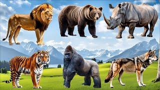 A Compilation of Amazing Animal Sounds and Videos Elephant Lion Rhino Bear Wolf Hippopotamus