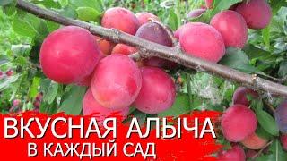 Вкусная алыча в каждый сад