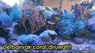 #Budidaya Terumbu Karang di Aquarium #Frogspawn Fragging  Ngae 65