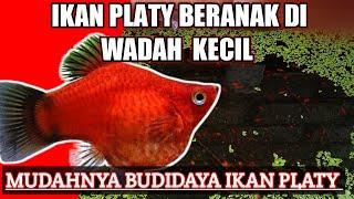 ikan Platy melahirkan banyak di wadah kecil  ?