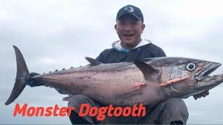 ROD GINDARA PE 25 ‼️MENAKLUKAN  MONSTER DOG TOOTH TUNA 37 KG