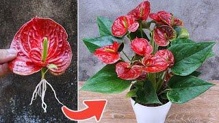 Unbelievable Plant Propagation Methods  Multiply Your Garden for Free