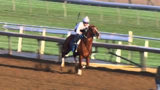 Tapiture Works for the Breeders Cup Dirt Mile 10.19.14