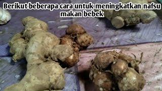 Cara meningkatkan nafsu makan bebek - bebek malas makan