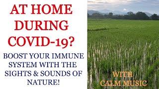 Watch nature to boost your immune system - Helps to reduce stress and turn back your biological age