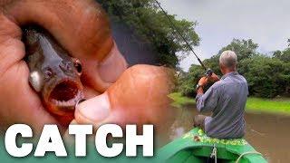 Piranhas Not As Elusive As They Seem  River Monsters