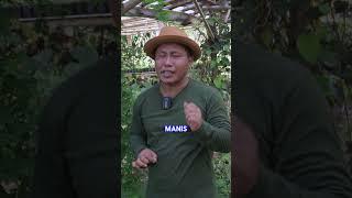 NO HOAX  MANFAAT DAUN SAGA  #shorts #juraganlahan #herbal #shortsvideo