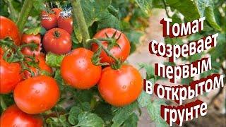 Нупросто супер- Ранний сорт томата САНЬКА в открытом грунте. Плюсы и минусы. Буду ли я сажать еще