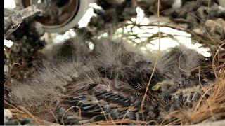 Baby Birds Sleeping in Nest in Broken Light Fixture