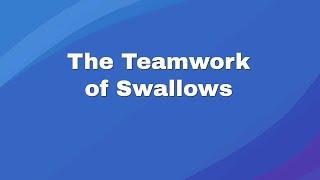The Teamwork of Swallows