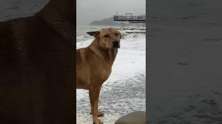 Пёс гоняет волны Черного моря