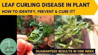 Leaf Curling Disease in Chili Pepper Capsicum & Tomato Plants  How to Identify Prevent & Cure it?