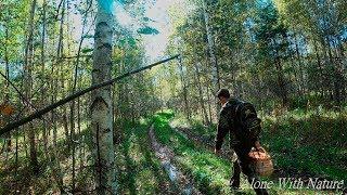 Сбор грибов в сентябре 2019Грибы на каждом шагуMushroom picking