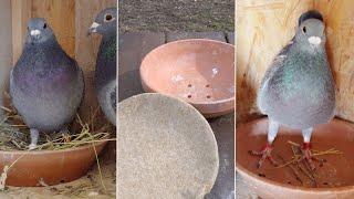 The Racing Pigeons are Losing Their Nest Building Instinct