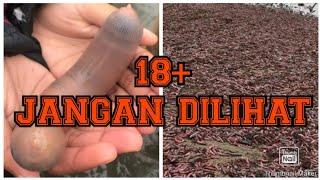 VIRAL  Jutaan ikan penis terdampar di pantai akibat badai El Nino