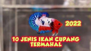 10 jenis ikan cupang termahal di tahun 2022