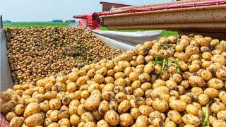 How Harvest Thousand Tons of Potato with Modern Machine  Potato chipFrench fries Making in Factory