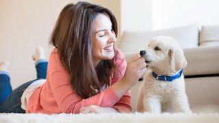 7 Things Every Puppy Parent Should Know