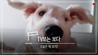 TV보는 귀여운 강아지 오늘은 뭘 보지?