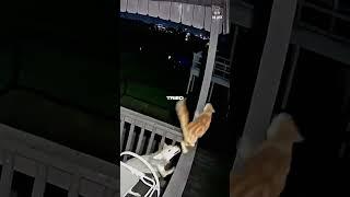 Coyote Attacks a Cat